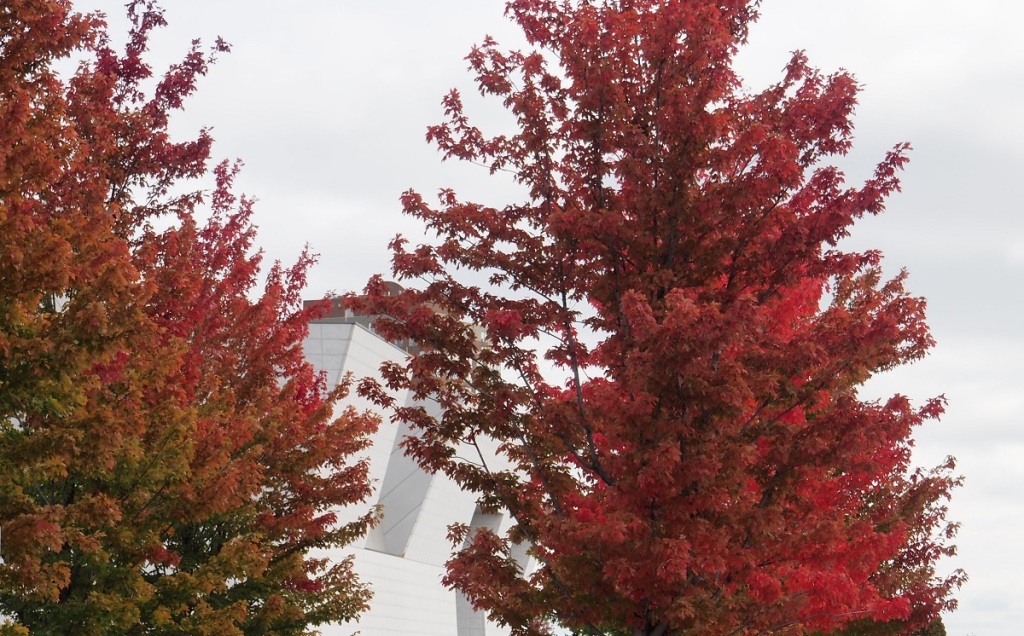 Autumn colours on maples at Aga Khan Park, October 22, 2021. Photo: Malik Merchant / Simergphotos.