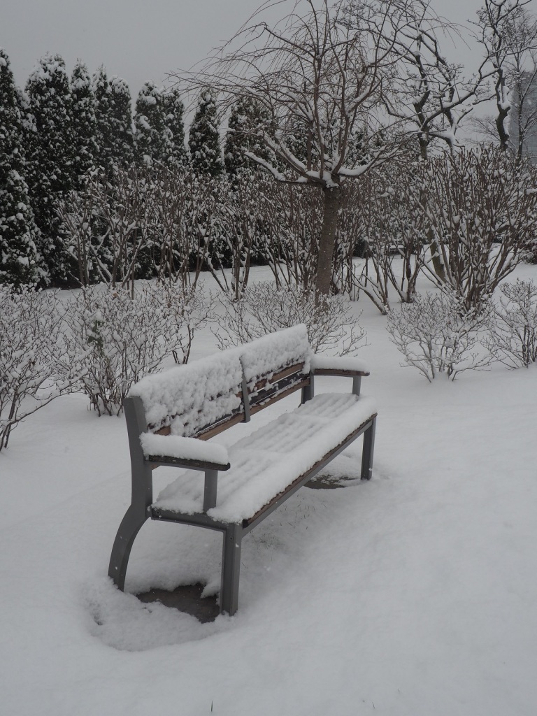 First snow fall Toronto 2021/2, Aga Khan Park, simerg photos Malik Merchant