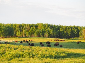 Elk Island National Park Bisons grazing near Mud Lake Viewpoint parking area, simerg photos malik merchant