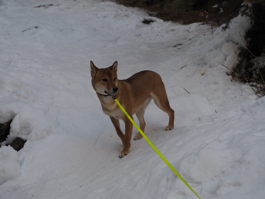 A beautiful dog on leash on trail to Johnston Canyon's Lower Falls