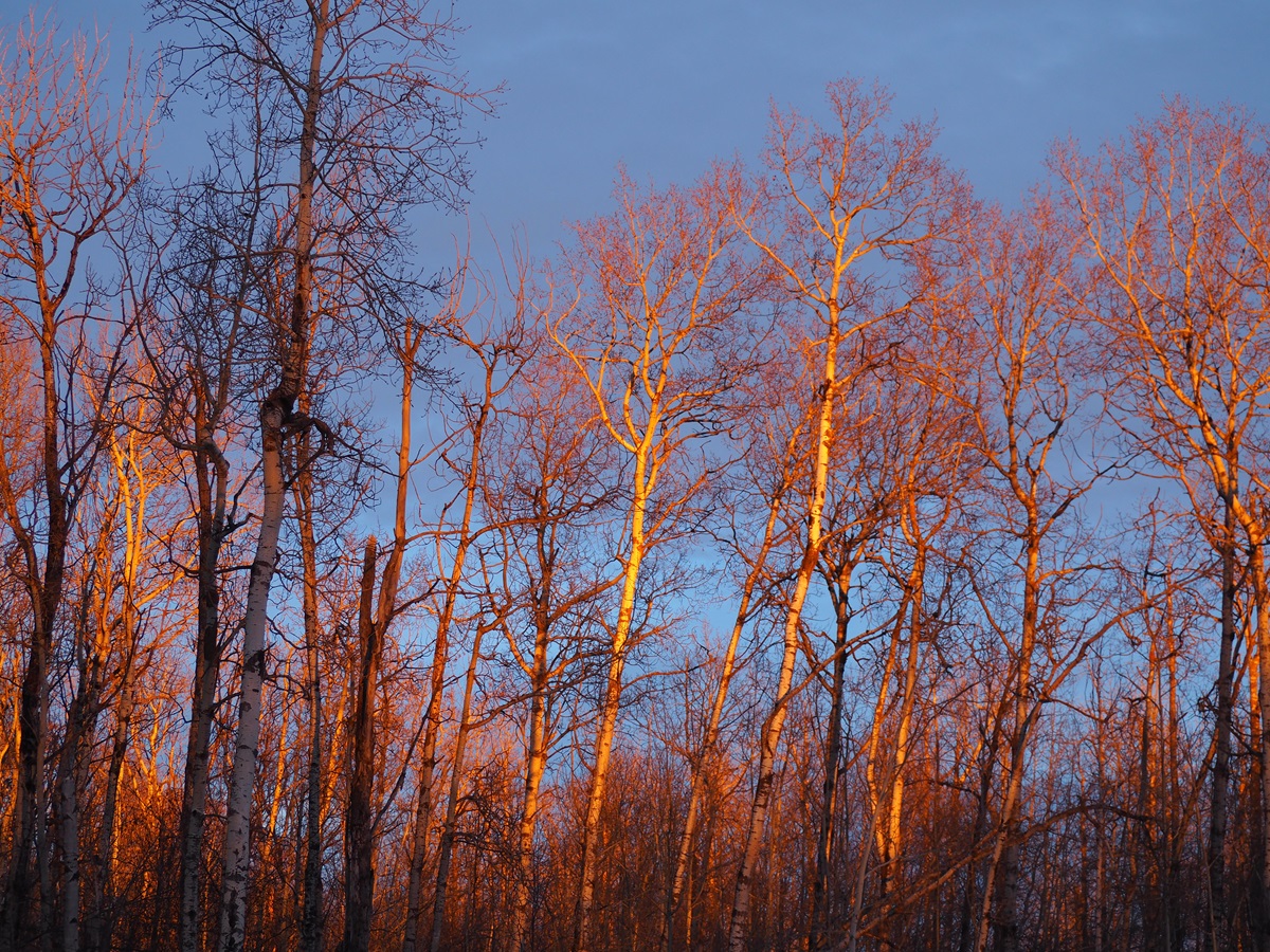 Sunset Beautiful colours on the forest of trees from the setting sun, near Tawoyik Lake Trail, Elk Island National Park, January 29-20, 2024. Photograph: Malik Merchant/Simerg Photos.
