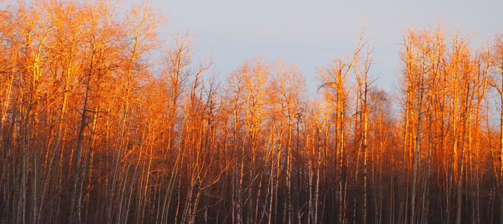 Beautiful colours on the forest of trees from the setting sun, near Tawoyik Lake Trail, Elk Island National Park, January 29-30, 2024. Photograph: Malik Merchant/Simerg Photos.
