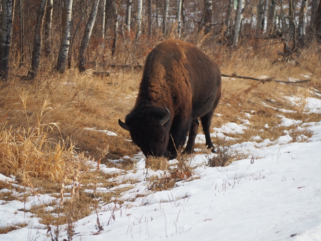 Bison grazing  by roadside near Tawayik Lake Trail Elk Island National Park