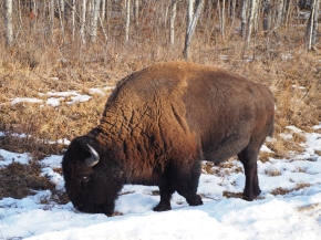 Elk Island National Park Bison