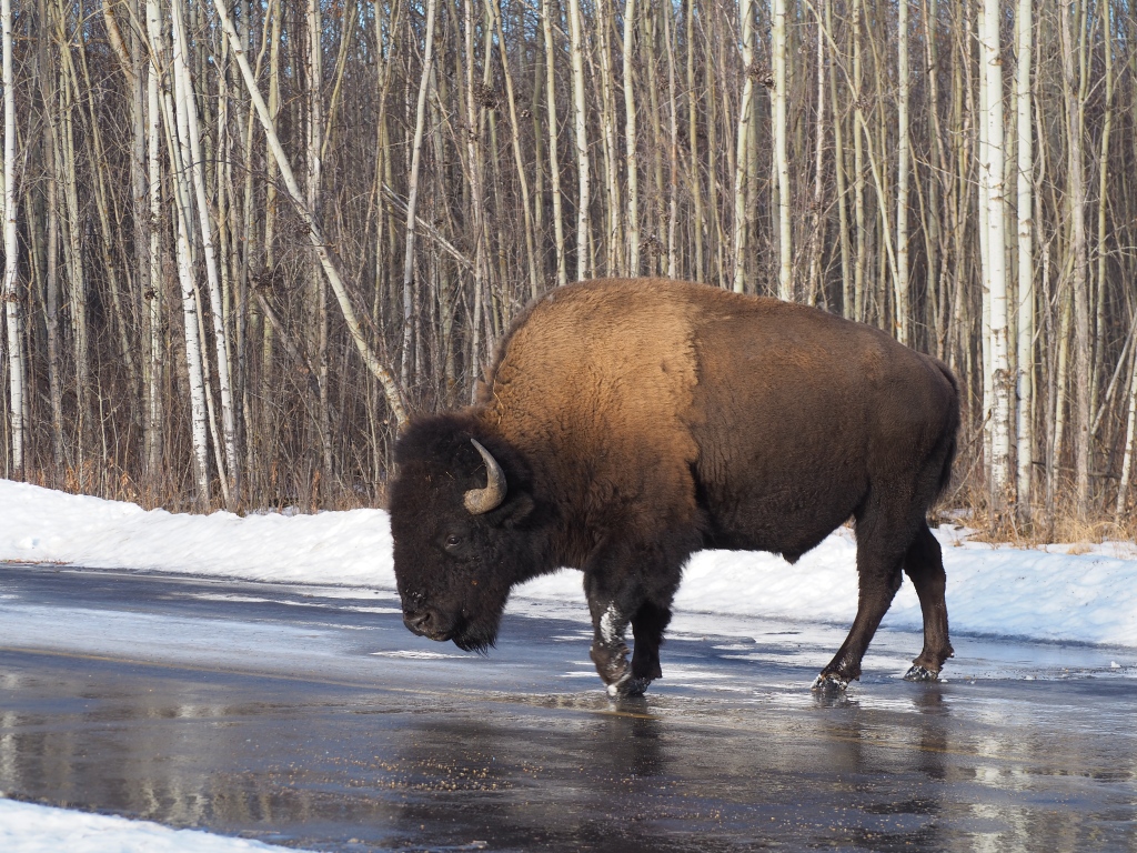 Bison crossing road, Elk Island National Park