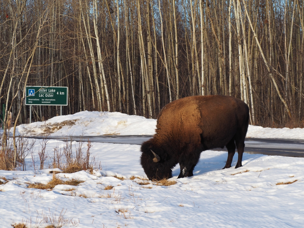 Bison grazing Elk Island National Park Simerg Photos Malik Merchant