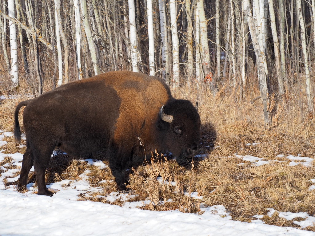 Bison, on the roadside, near Tawayik Lake Trail, Elk Island National Park, January 29-30, 2024. Photograph: Malik Merchant/Simerg Photos.