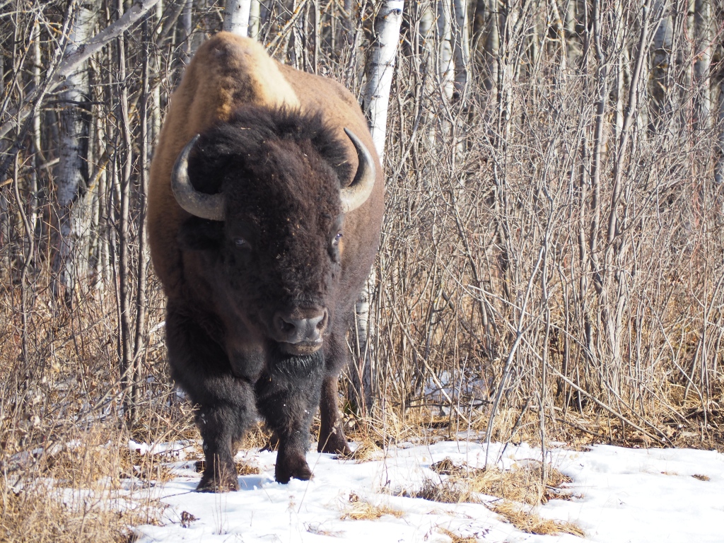 Bison Bison, on the roadside, near Tawayik Lake Trail, Elk Island National Park, January 29-30, 2024. Photograph: Malik Merchant/Simerg Photos.