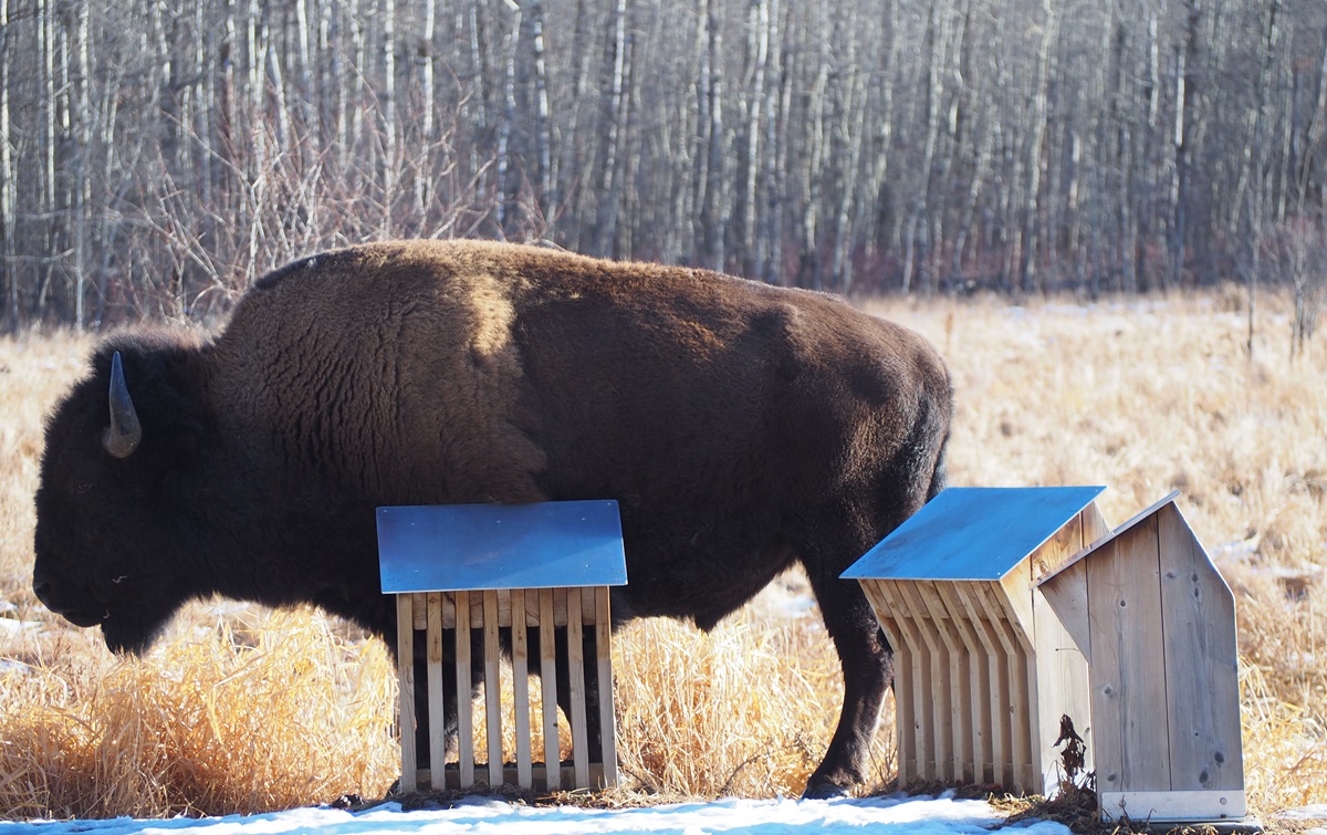 Bison scratching his body Elk Island National Park, simergphotos, malik merchant
