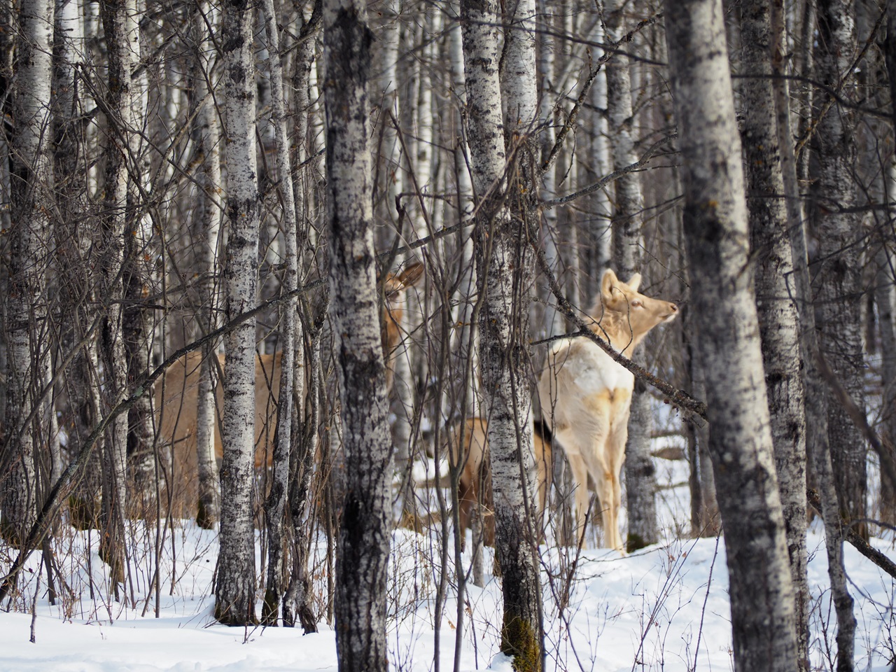 White Elk at the Métis  Crossing Wildlife Park Simerg Photos