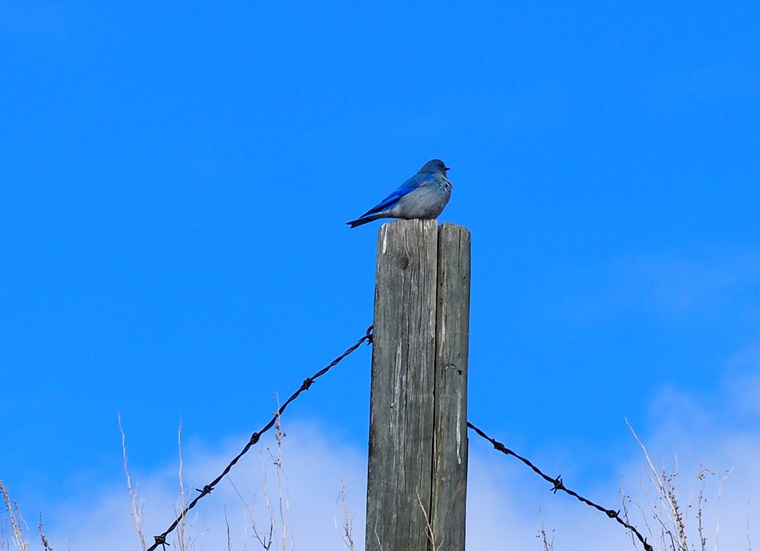 The beautiful Mountain Bluebird at Rosedale Suspension Bridge, Drumheller,