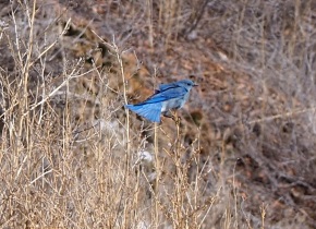 The beautiful Mountain Bluebird near Rosedale Suspension Bridge,